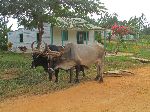 Ox, rural Pinar del Rio, Cuba