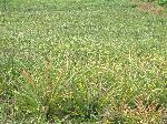 Pineapple field, rural Pinar del Rio, Cuba