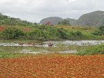 Horses, rural Pinar del Rio, Cuba