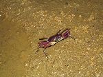 Crab, Cavern de Santo Tomas, Pinar del Rio, Cuba