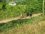 Hauling loads on skids pulled by cows or ox, Pinar del Rio, Cuba