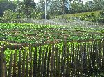 Organoponico Despalillo Zabaco Vinales, Porte Esperanza, Cuba