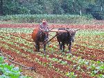 Plowing with cattle, Porte Esperanza Road, Pinar del Rio, Cuba