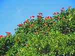 African tulip tree, Cuba