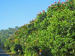 African tulip tree, Cuba