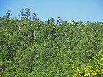 Pine forest, Pinar del Rio, Cuba