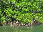 Mangrove on the shoreline, Cayo Jutias, Cuba