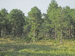 Forestry along the road to St Lucia, Pinar del Rio, Cuba