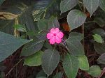 Botanical garden, Vinales, Cuba