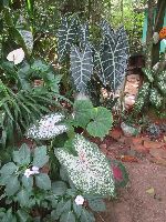 Philodendron species, Botanical garden, Vinales, Cuba