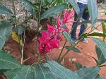 Botanical garden, Vinales, Cuba