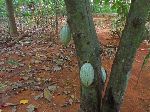 Cacao, Botanical garden, Vinales, Cuba