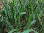 Botanical garden, Vinales, Cuba