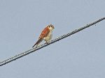 American Kestrel (Falco sparverius), Cuba