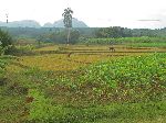 Malanga and rice, Road to La Palma, Pinar del Rio, Cuba