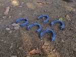 Horseshoes, hand-made by blacksmith, Cuba