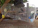 end pieces of the bird gage are fan-blade guards, Cuba