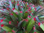 Soroa Botanical Garden and Orquidearo, Cuba