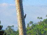 Woodpecker, Soroa Botanical Garden and Orquidearo, Cuba