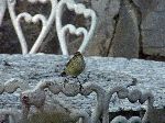 Bird, Soroa Botanical Garden and Orquidearo, Cuba