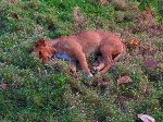 Cuban dog in the resting position.