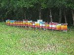 Beehives, Las Terrazas, Cuba