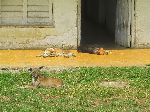 Cuban dog in the resting position.