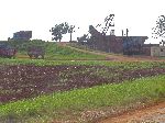 Sugar cane cleaning (de-leafing) machine, Cuba