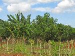 Banana and mango, San Antonio de los Banos, Cuba
