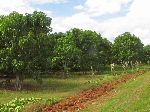 Mango orchard, San Antonio de los Banos, Cuba