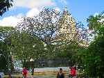 Ceiba tree, Faternity Park, Havana, Cuba