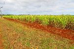 Sugar cane fields, Matanzas province, Cuba