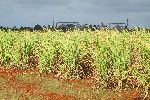 Sugar cane fields, Matanzas province, Cuba