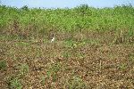 Cattle egret, Matanzas province, Cuba
