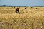 Beff cows grazing, Matanzas province.