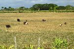 Beef cattle grazing, Cuba