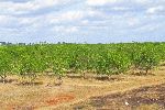 citrus trees, Cuba