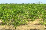 citrus trees, Cuba