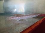 juvenile Atractosteus tristoechus / manjuari / Cuban gar