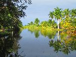 Atractosteus tristoechus / manjuari / Cuban gar breeding program