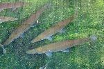 Atractosteus tristoechus / manjuari / Cuban gar
