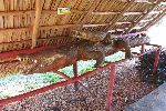 Cuban crocodile / American crocodile comparison