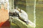 turtles