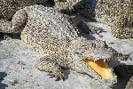 5 year old Cuban crocodile