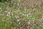 Cotton, Cienaga, Cuba