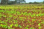 Mulanga field, San Ignacio, Cienfuego, Cuba