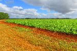 Circular bean field, San Ignacio, Cienfuego, Cuba
