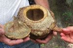 Brasil nut pod, Cienfuego Botanical Garden, Cuba