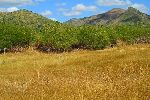 Countryside, Horseback ride, Trinidad, Cuba