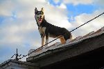 Guard dog, Trinidad, Cuba